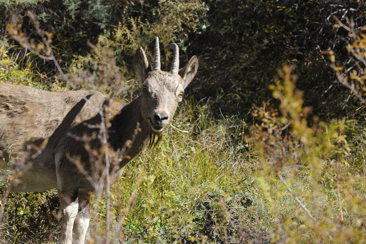 козерог, Красноярский край, Хакасия, заповедник, Afanasev Roman