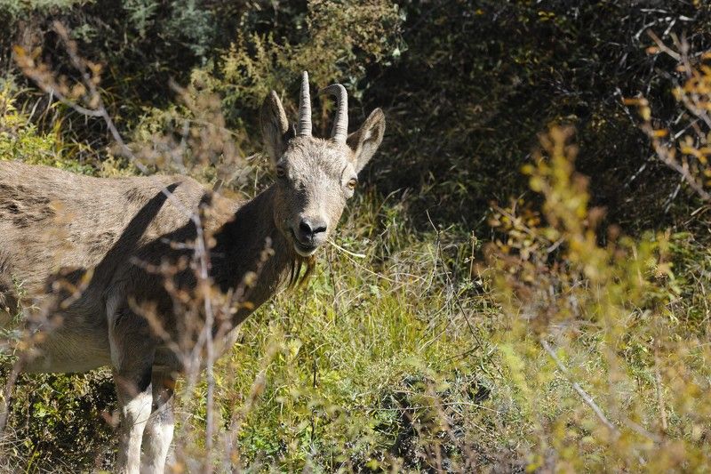 козерог, Красноярский край, Хакасия, заповедник Улыбка козерога фото превью
