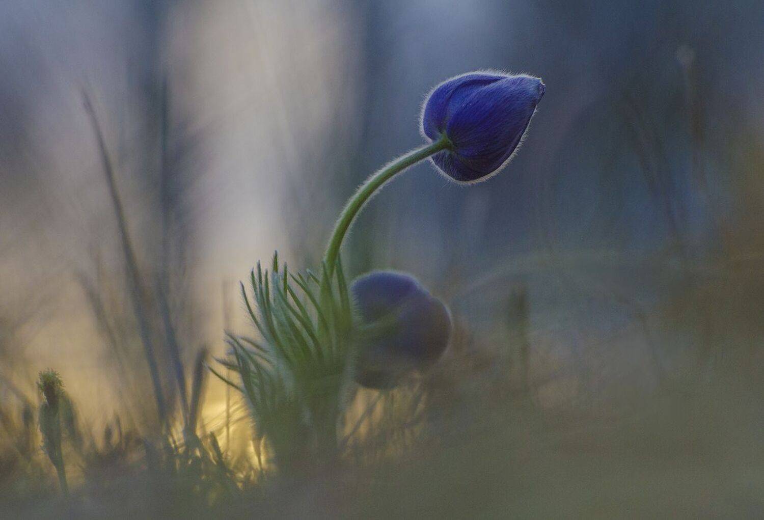сон - трава, Михаил Агеев