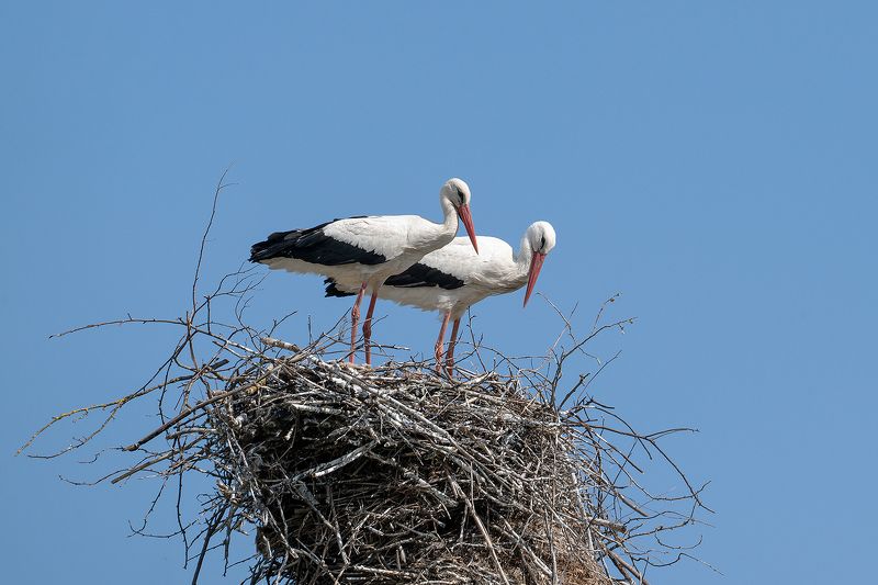 аисты, птицы, фауна, весна, аист, гнездо Аисты фото превью
