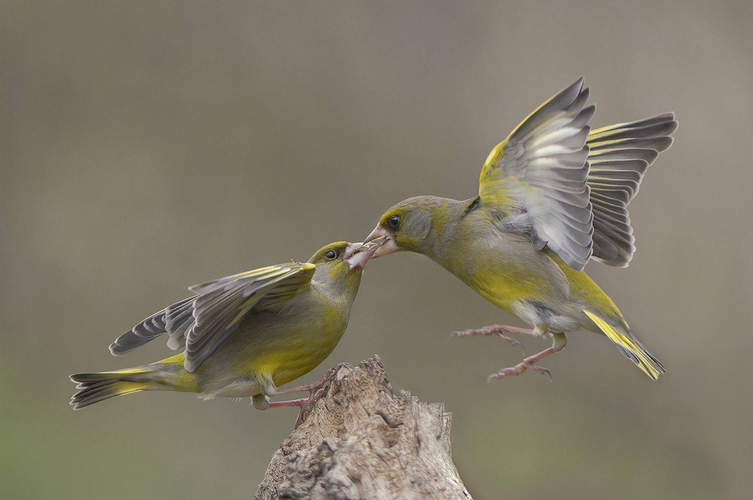 , Евгени Стефанов