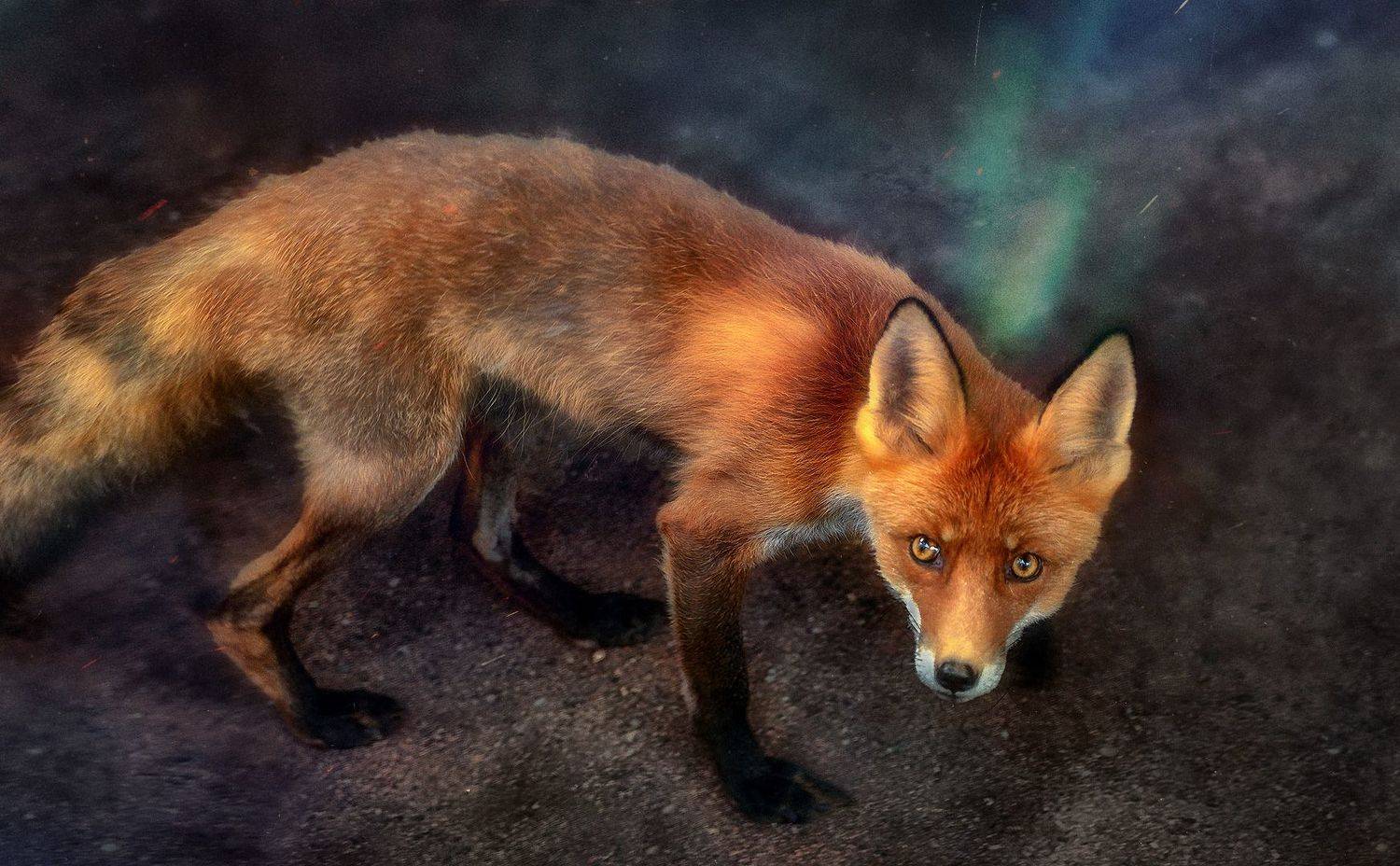 лиса, животные, природа, закат, лес, тайга, Viktor Kholudeyev