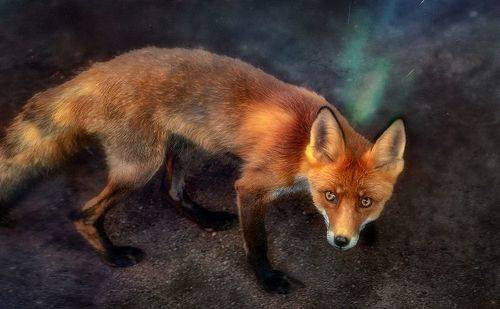 Неожиданная Встреча