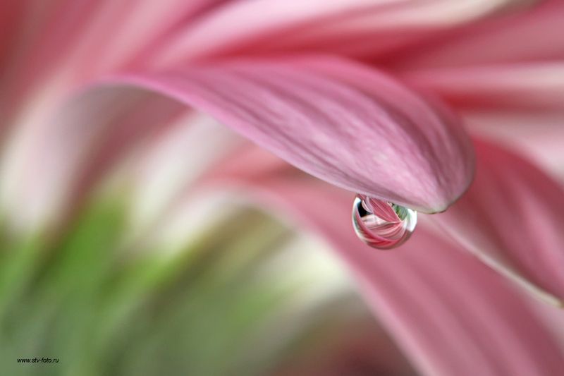 макро, макросъемка, лето, боке, капля, отражение, цветы, цветок Ты – моя мелодия... фото превью