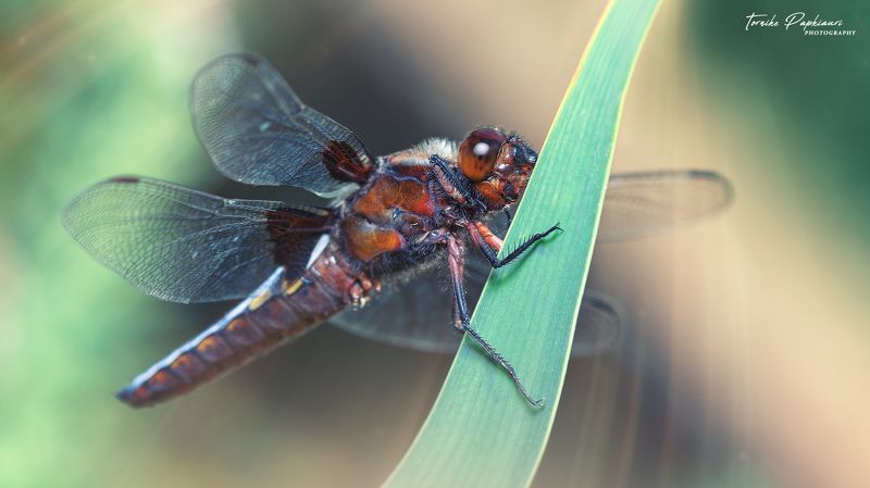 macro, bugs, georgia стрекоза фото превью