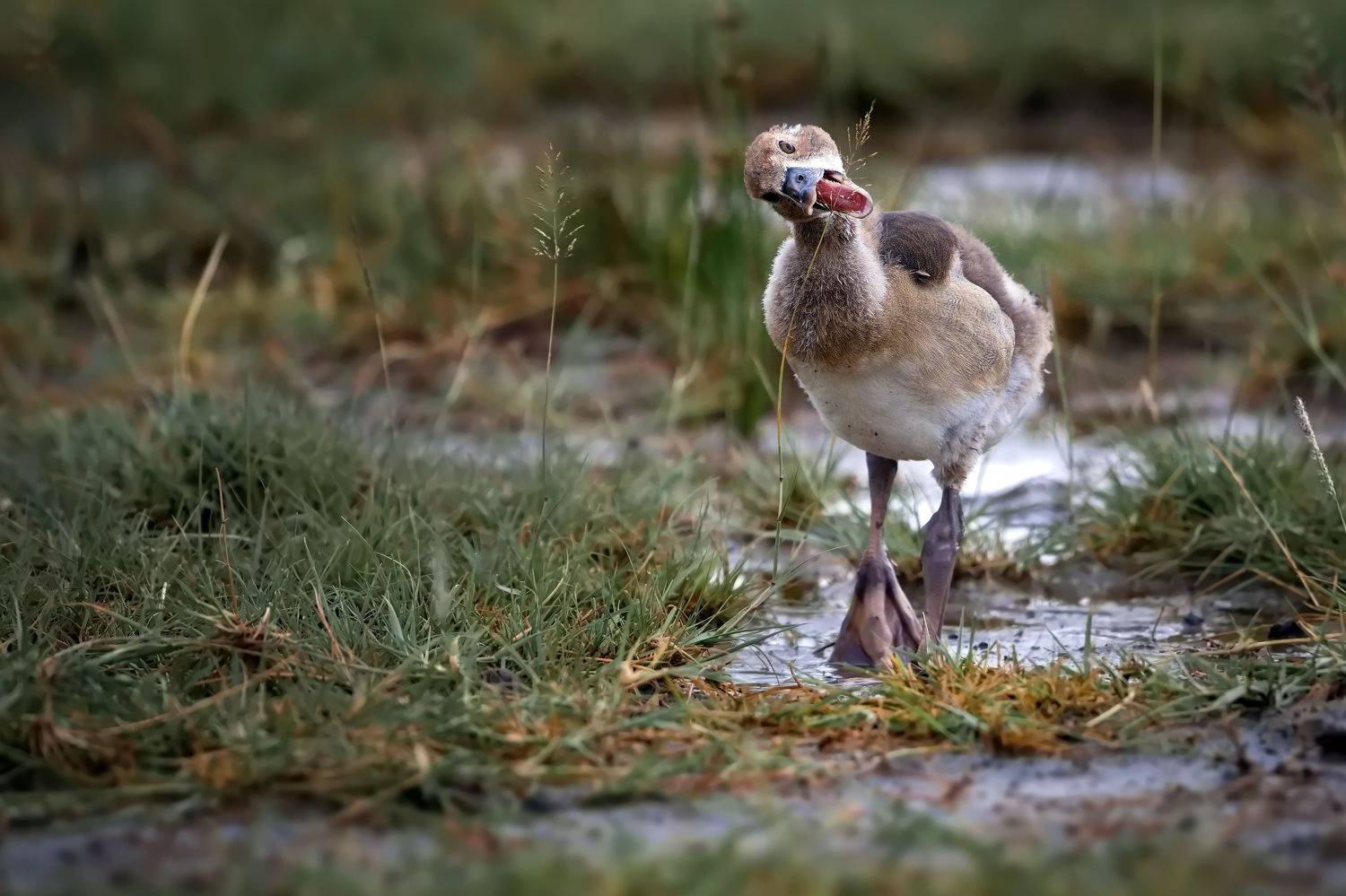 , Александр Перов