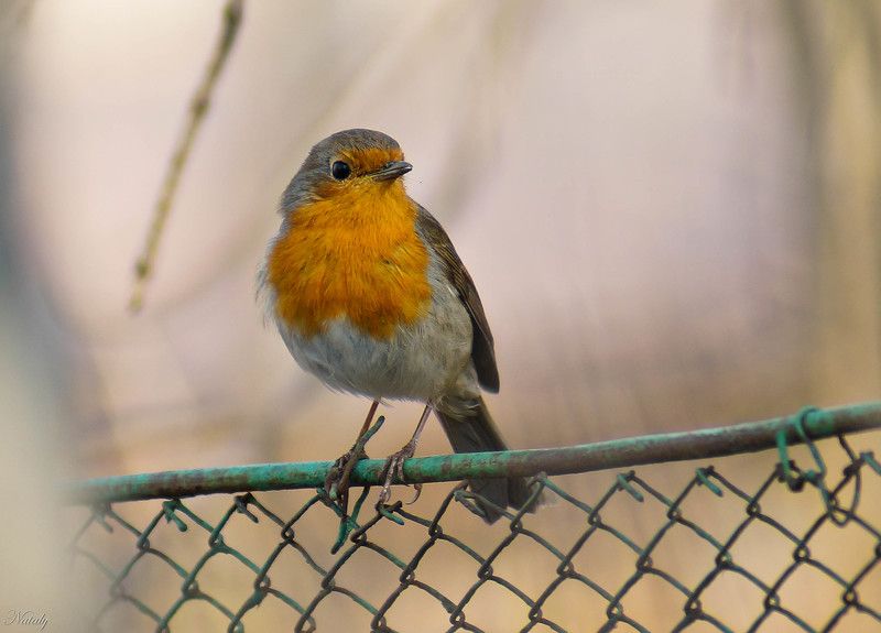 Зарянка. Моё первое фото этой замечательной птички) фото превью