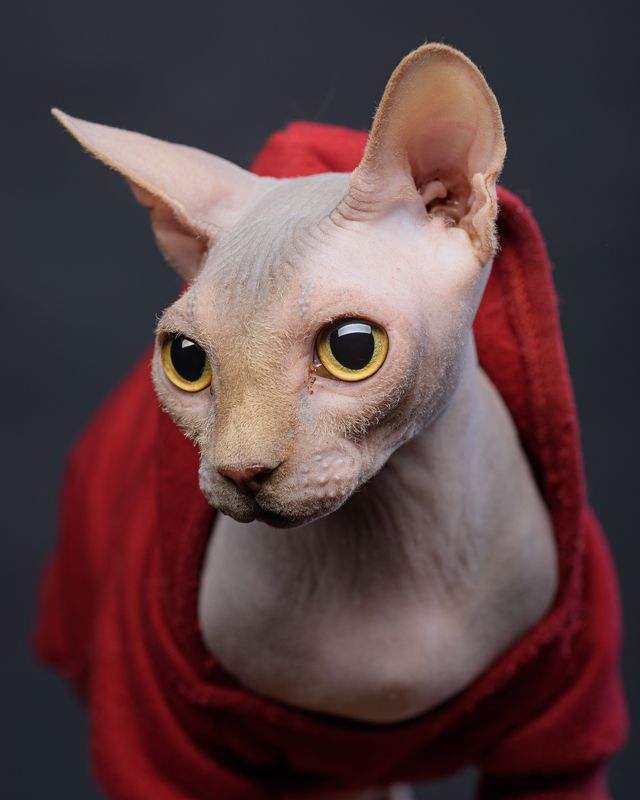 кот, сфинкс Кот Люцифер фото превью