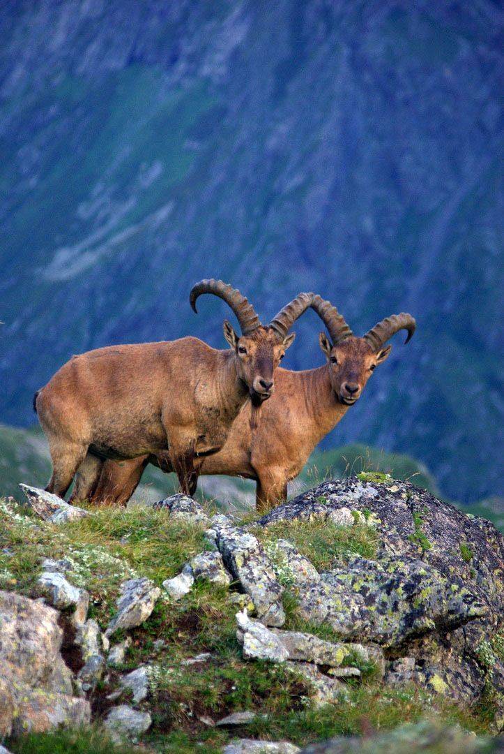 архыз, Андрей Любимов