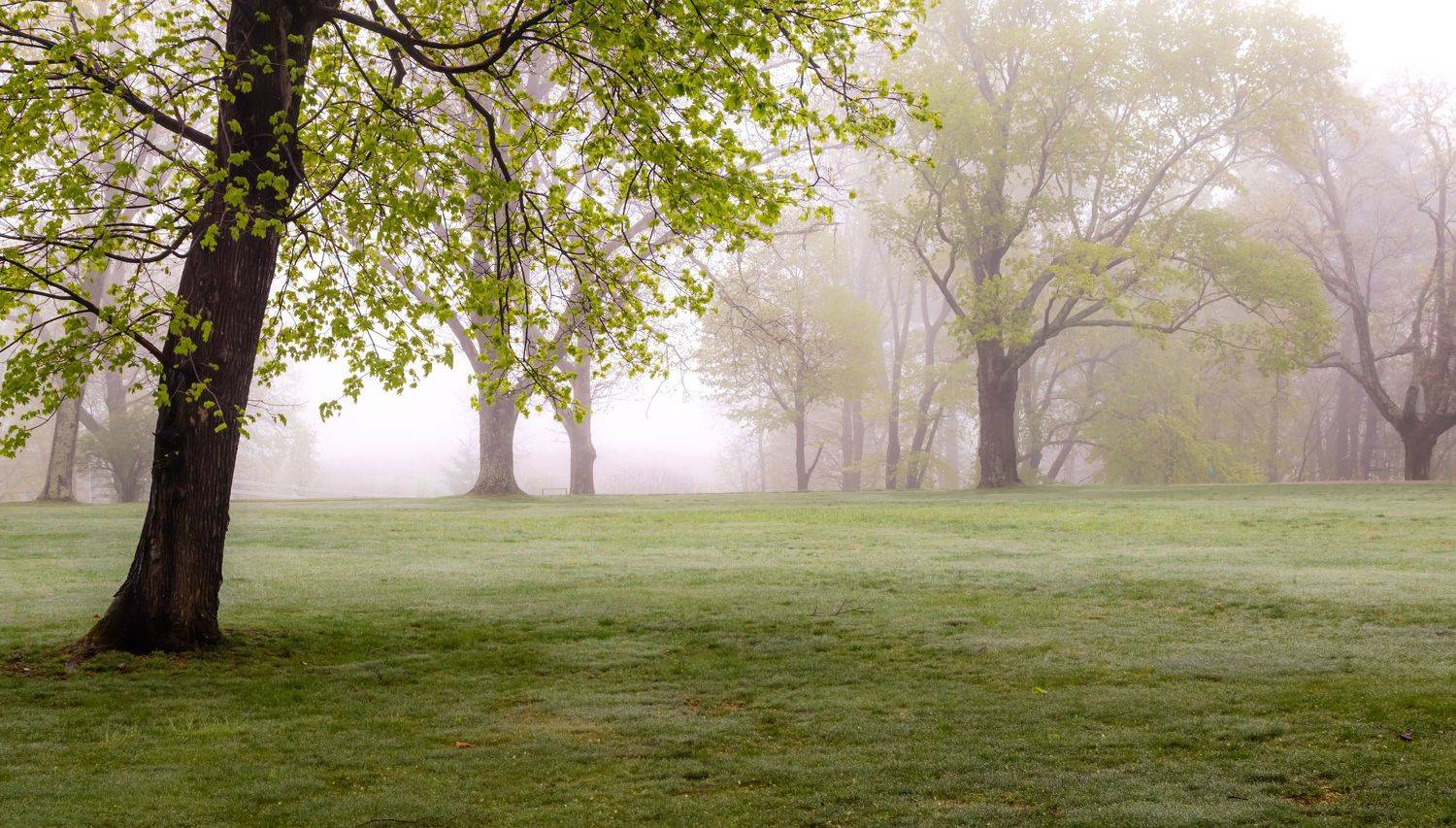 природа,пейзаж,туман,весна,листья,деревья,, Антонина Яновска