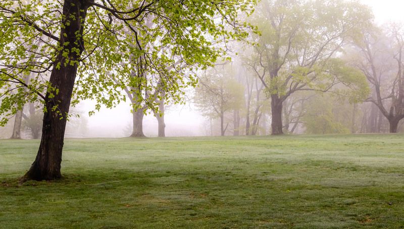 природа,пейзаж,туман,весна,листья,деревья, Первый весенний туман. фото превью