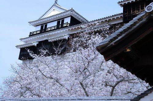 Sakura Time