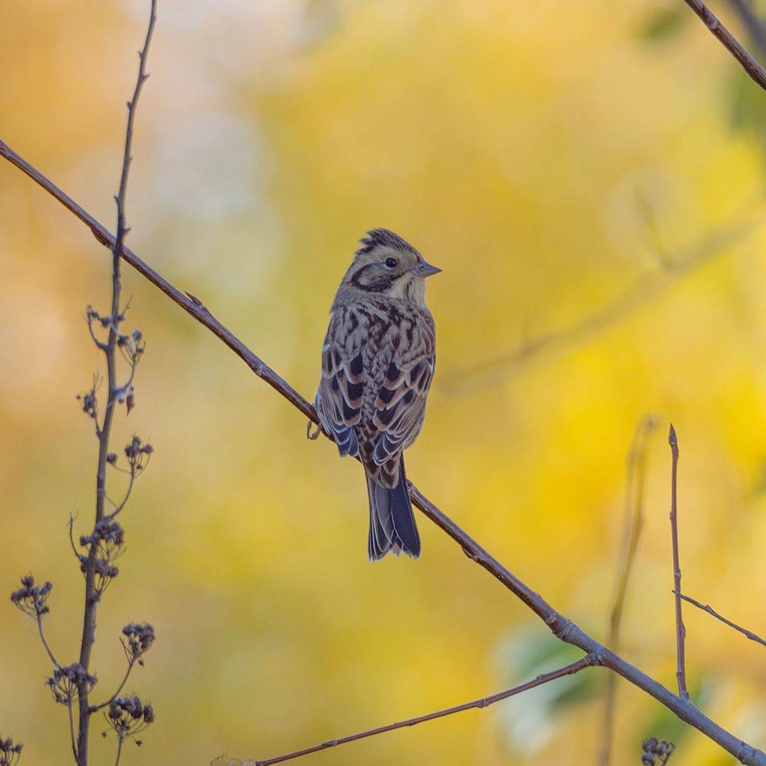 птицы, овсянка-ремез., Тришин Виктор