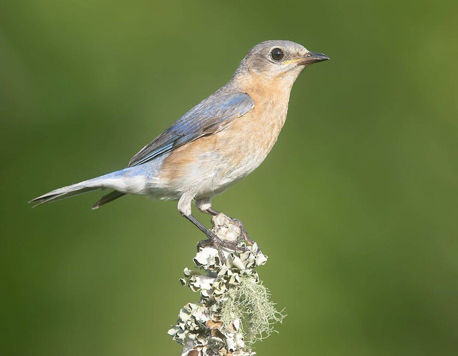 восточная сиалия, eastern bluebird, bluebird, весна, Etkind Elizabeth