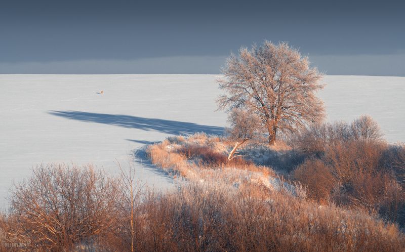 поле, дуб, дерево, лиса, зима, иней Побег фото превью
