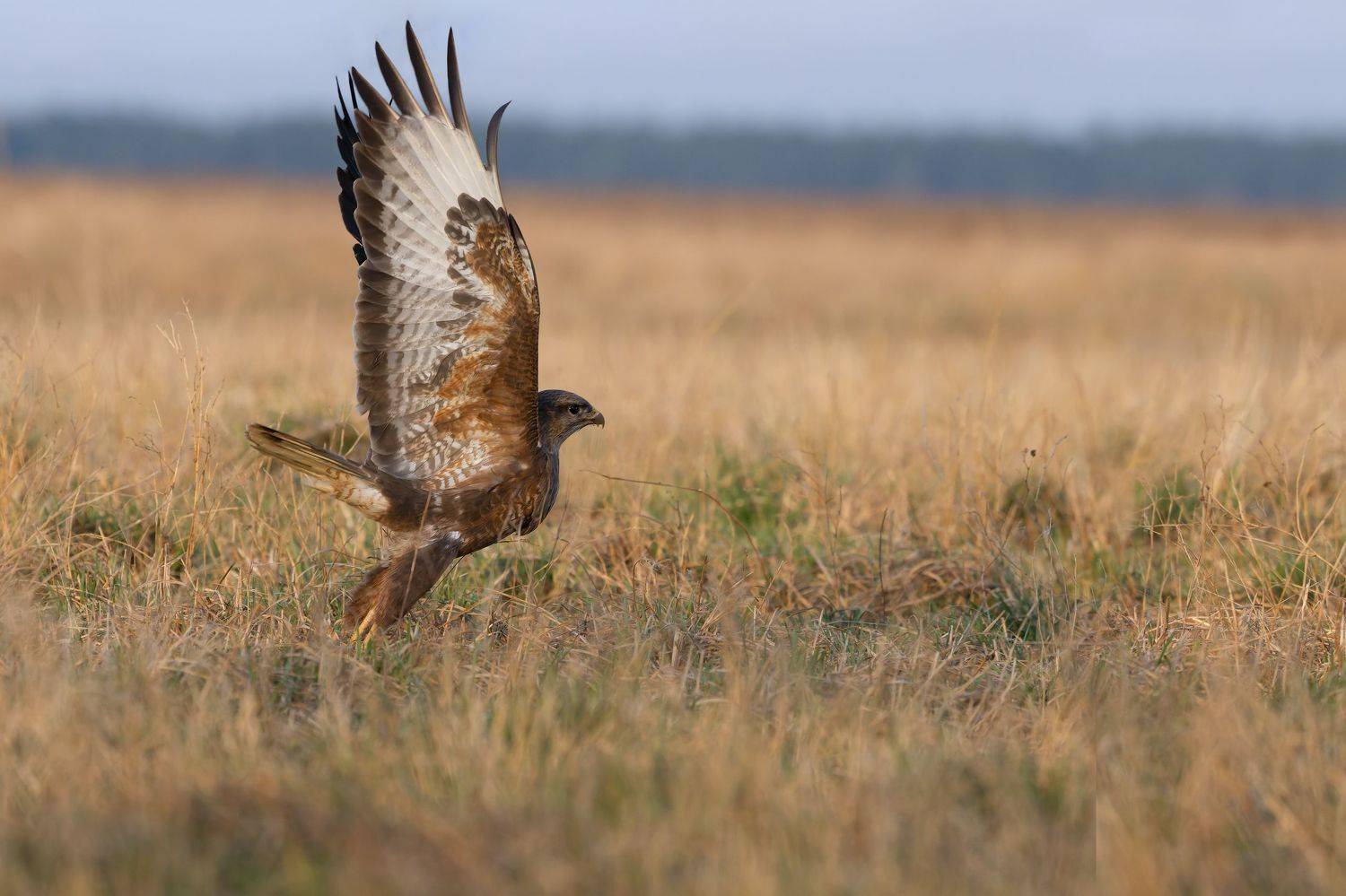 фотоохота,, Марат Кучкаев