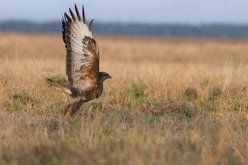 Обыкновенный Канюк (Buteo buteo)