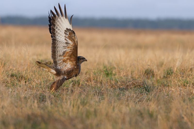 фотоохота, Обыкновенный Канюк (Buteo buteo) фото превью