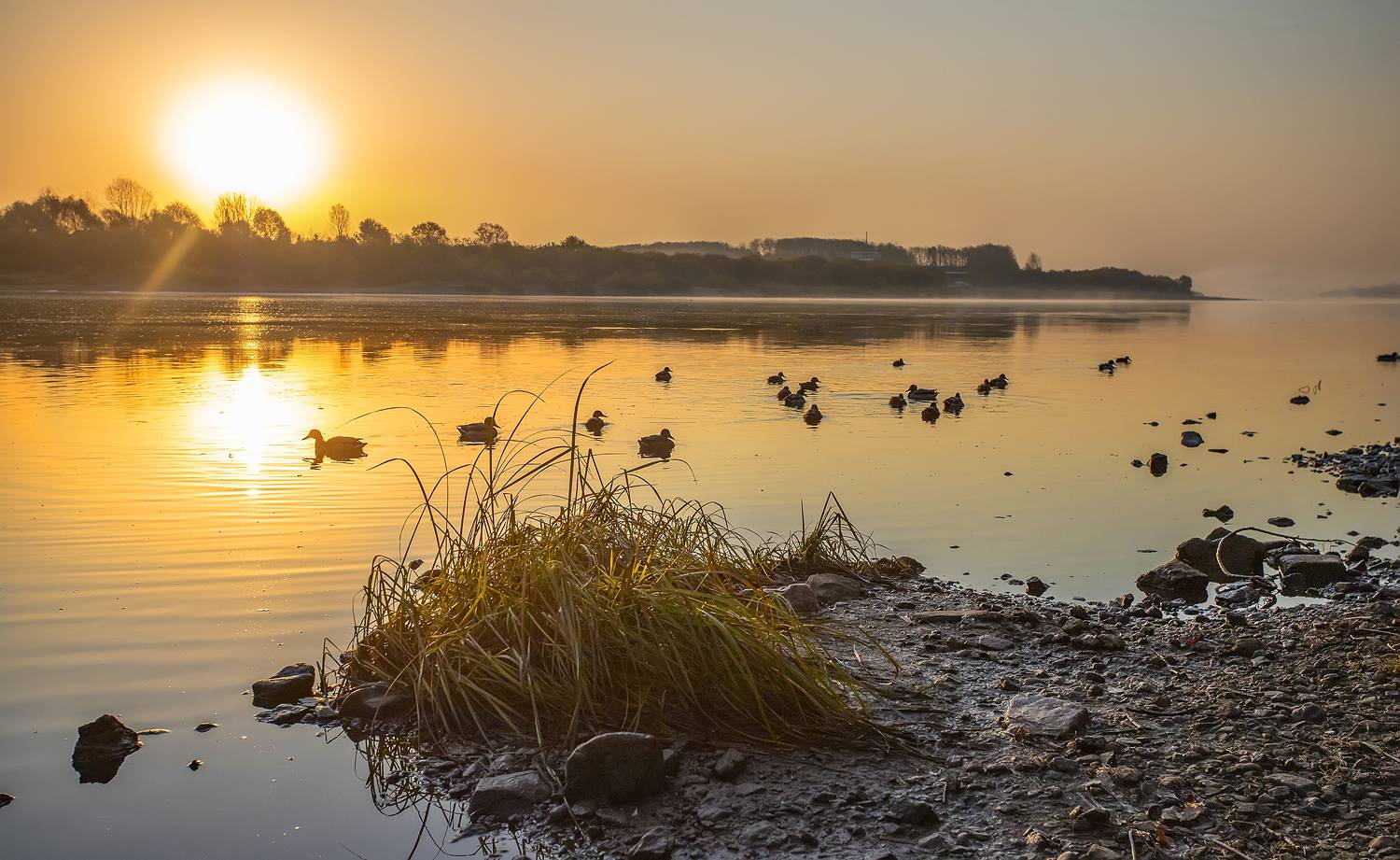 река, солнце, утки, восход, Александр Широких