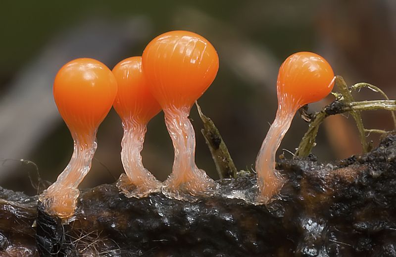 Марсианские хроники фото превью