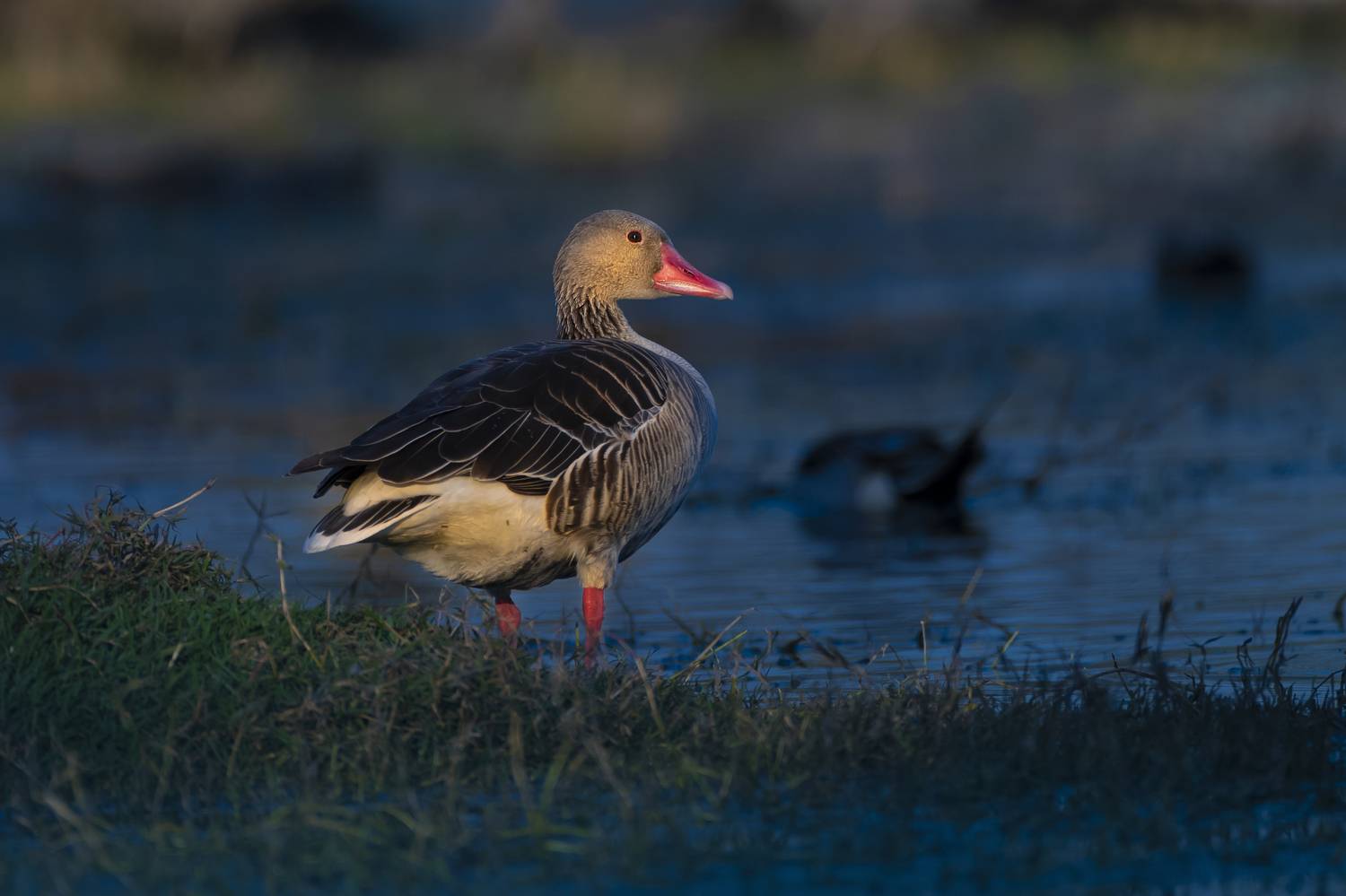 #birdphotography	 #birdsofinstagram	 #wildlifephotography	 #birds	 #naturephotography	 #bird	 #nature	 #wildlife	 #photography	 #birdwatching	 #natgeo	 #photooftheday	 #nikon	 #birding	 #naturelovers	 #canon	 #animals	 #birdlovers	 #travel	 #love	 #bestbi, Diganta Roy
