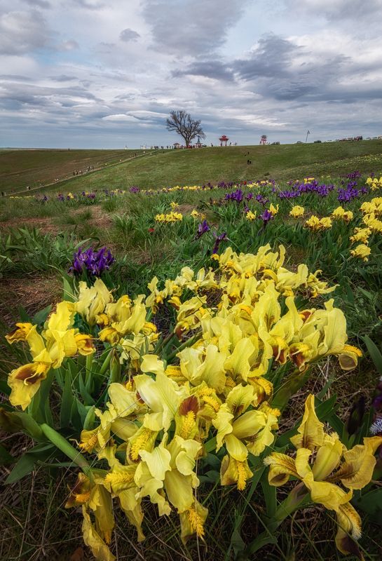 Степь Калмыкии в цвету фото превью