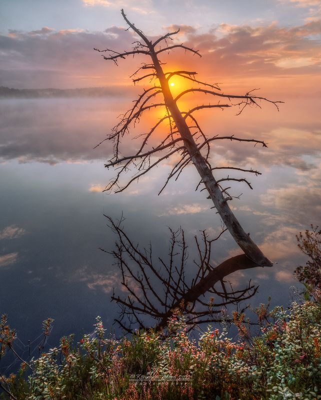 ... из жизни деревьев ... фото превью