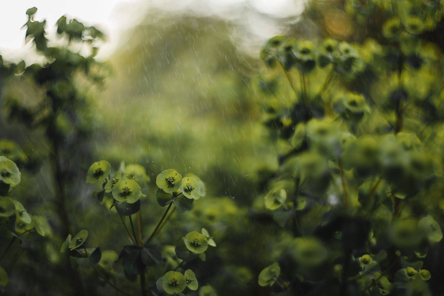 , Ульяна Буканова (Мизинова)