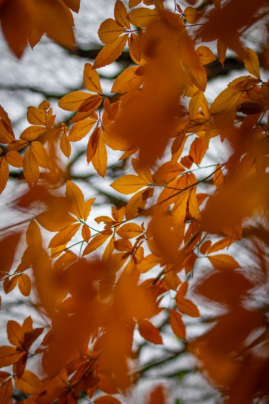 Погружение в осень фото превью