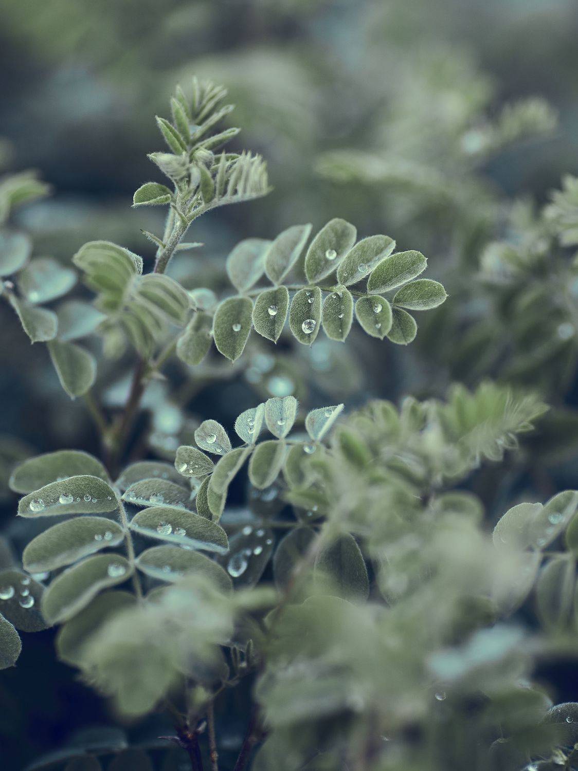 , Лисаускас Илья