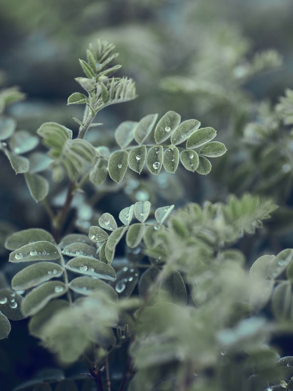 *** фото превью