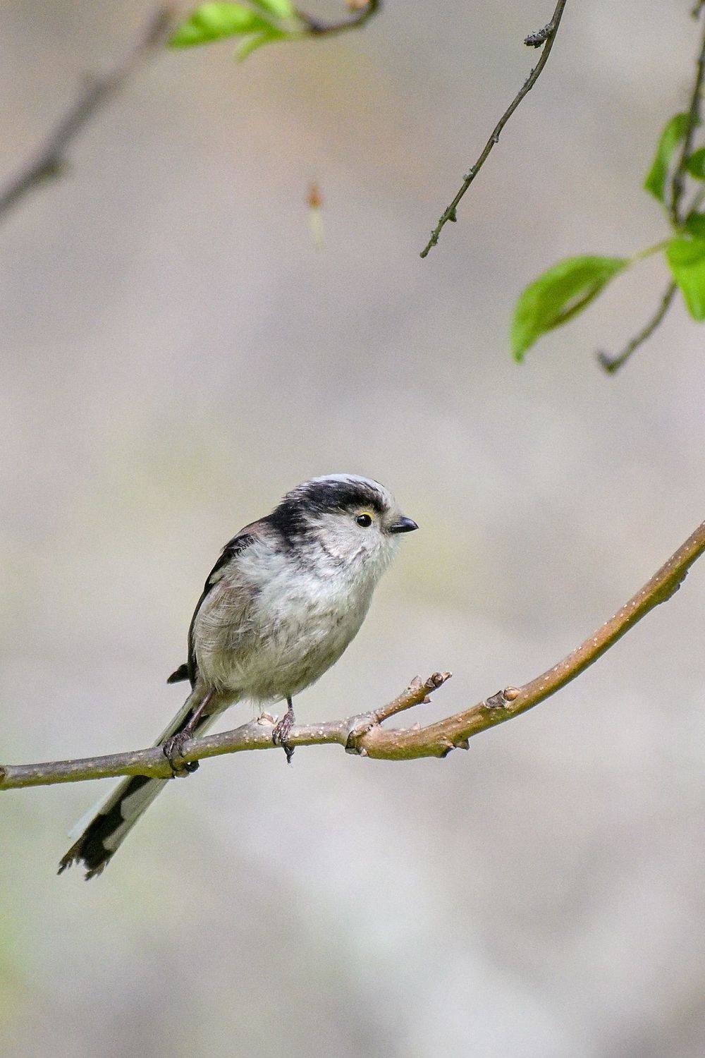 aegithalos, caudatus, bird, Стоян Великов