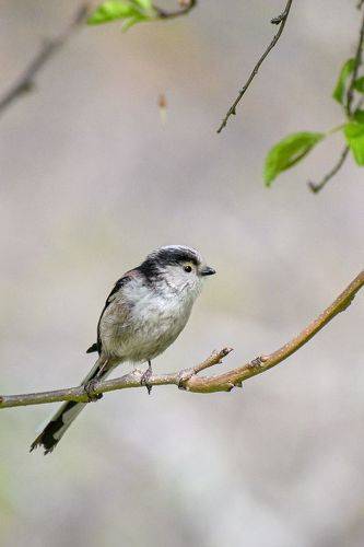 Aegithalos caudatus