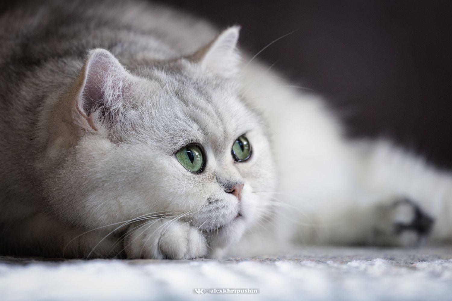 , Хрипушин Александр