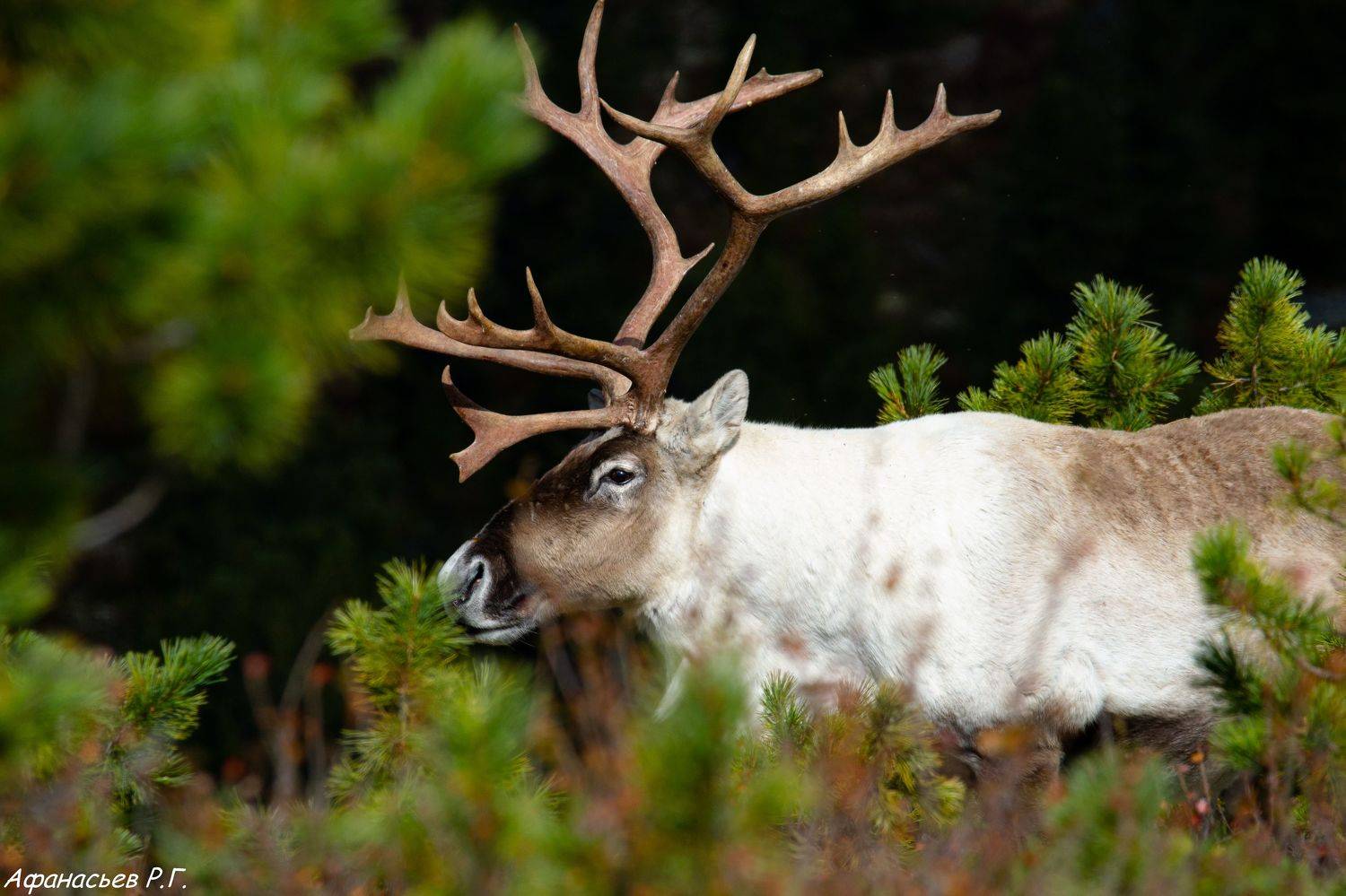северный олень, Красноярский край, Хакасия, заповедник, Afanasev Roman