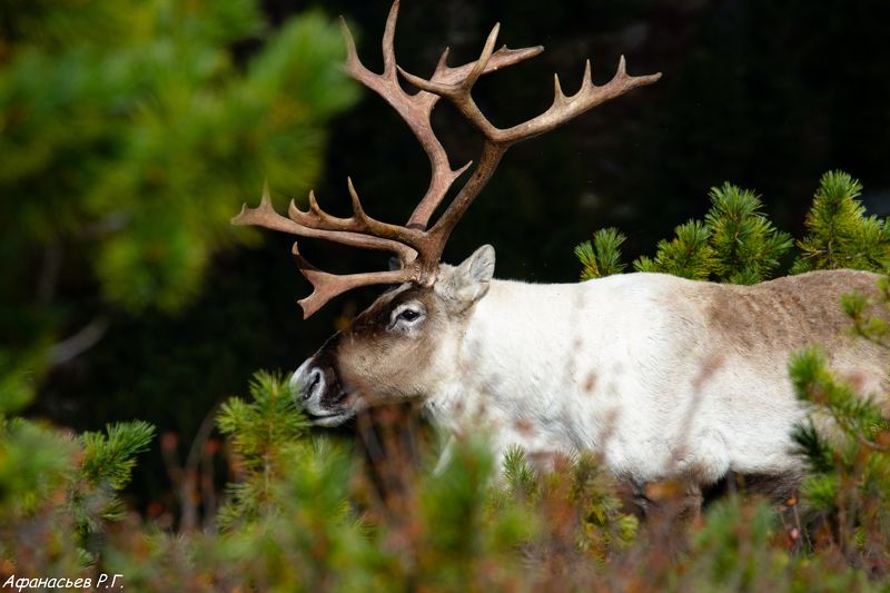 северный олень, Красноярский край, Хакасия, заповедник Лесной северный олень фото превью