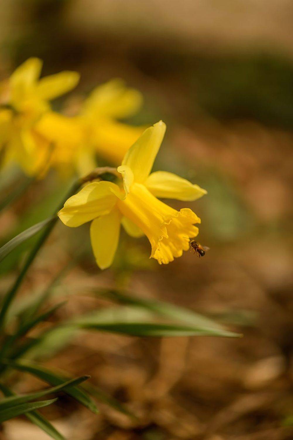 , Наиля Гарифуллина