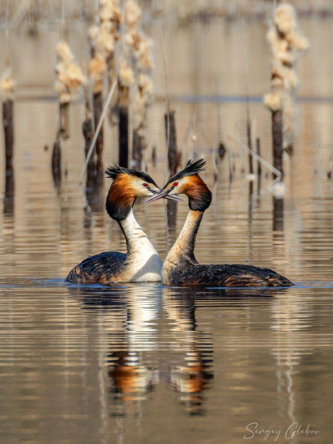 чомга, большая поганка, птицы, пернатые, Сергей Глебов