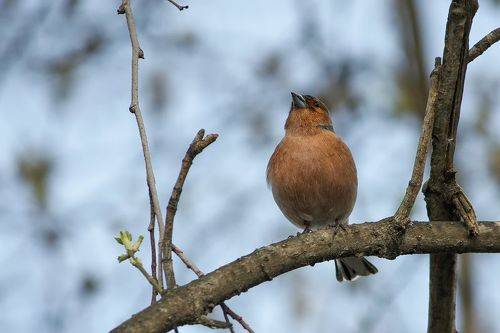 Токующий Зяблик