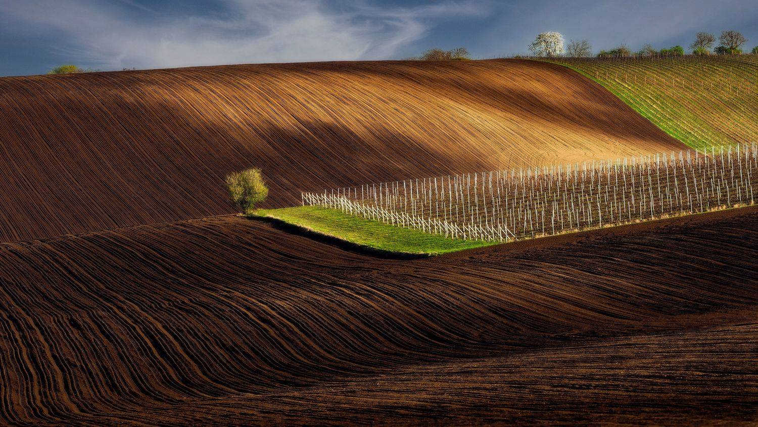 moravia, bohemia, czech, tuscony, spring, vineyards, trees, Stanislav Judas