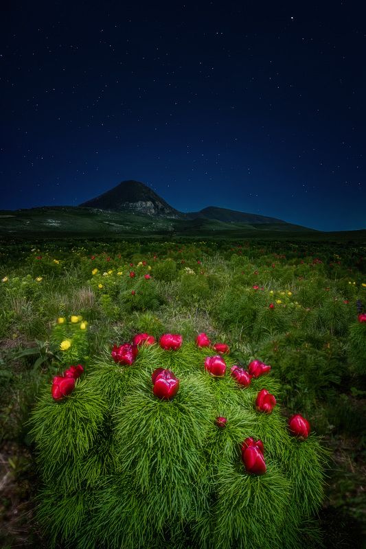 кавказ, скфо, ставрополье, кмв, верблюд, пион, лазорик, цветы, весна, россия, fujifilmru Пион узколистный фото превью