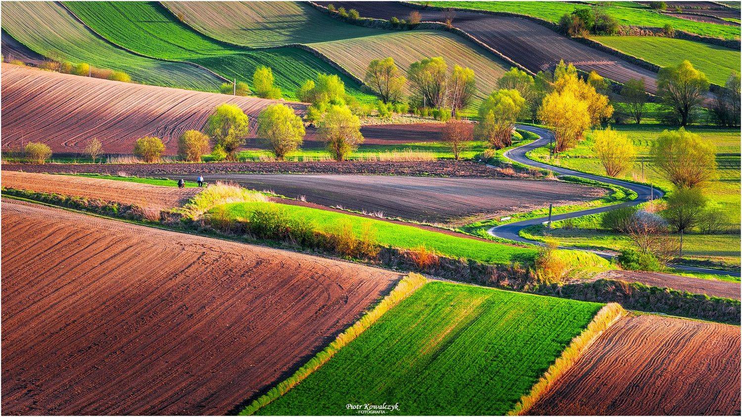 polska, pola, drzewa, droga, Kowalczyk Piotr