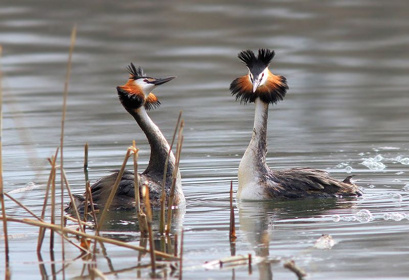 Чомги фото превью
