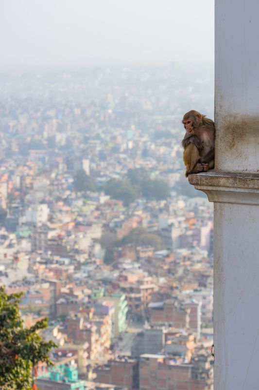 непал, катманду Наблюдатель фото превью