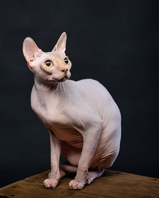 кот, сфинкс Кот Люцифер фото превью