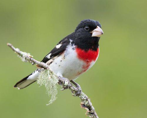 Rose-breasted Grosbeak - Красногрудый дубоносовый кардинал