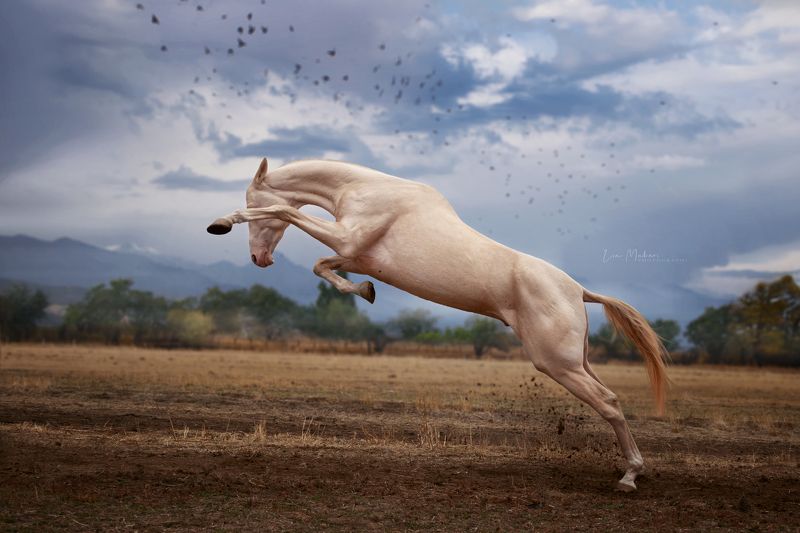 Лошадь, поле, игра, галоп, ахалтекинец, horse, horses Хадис фото превью