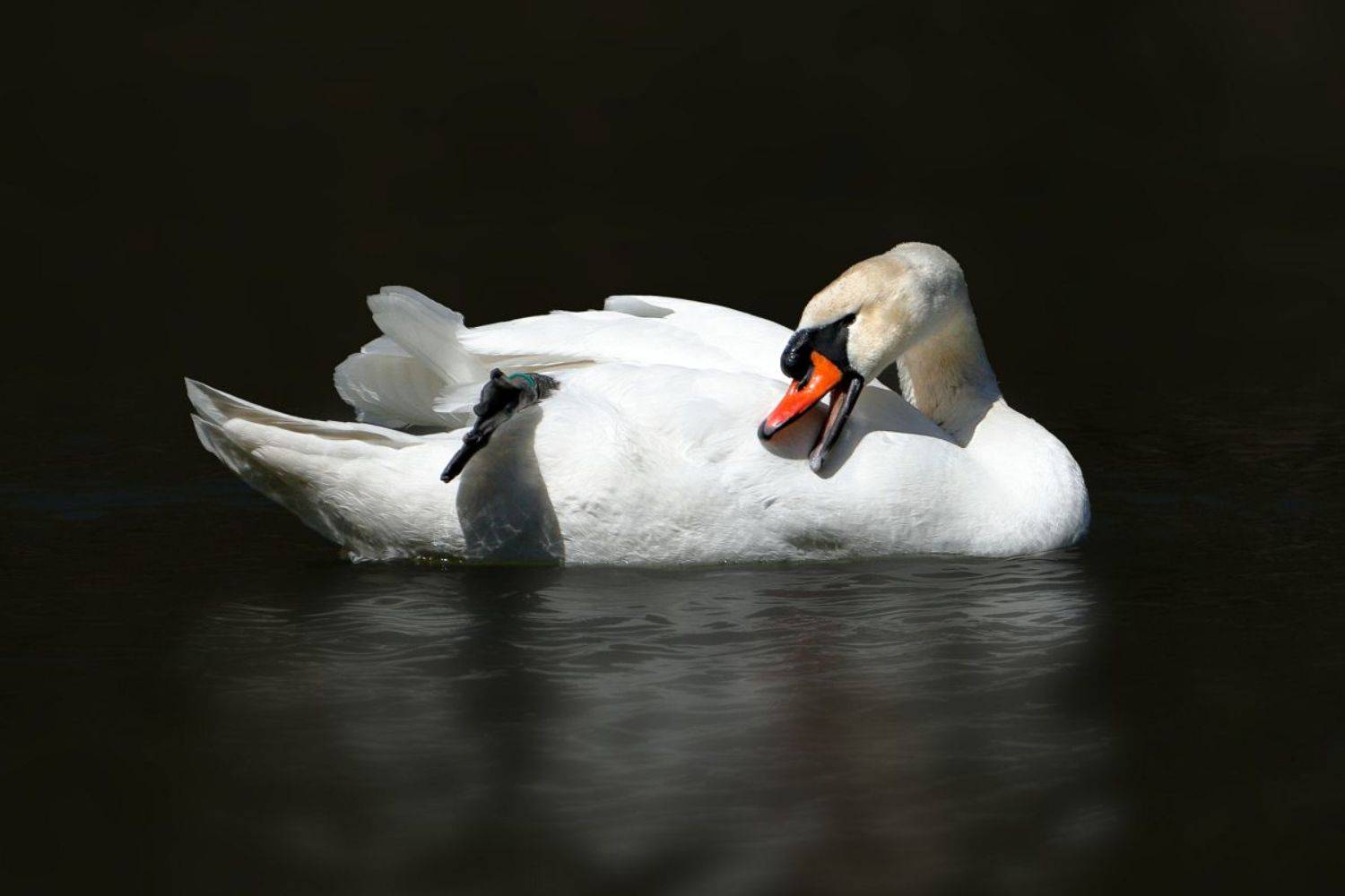 , Славов Георги