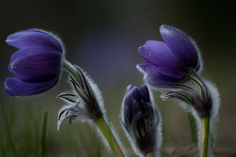 прострел раскрытый, сон-трава, первоцветы, цветы, flowers, primulas, pulsatilla patens 2 + 1 фото превью