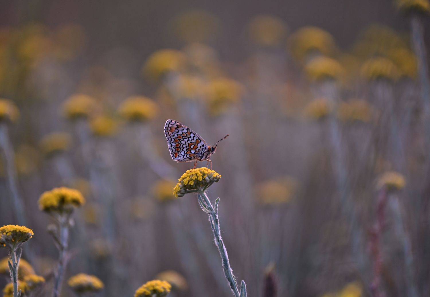 , Герчев Николай